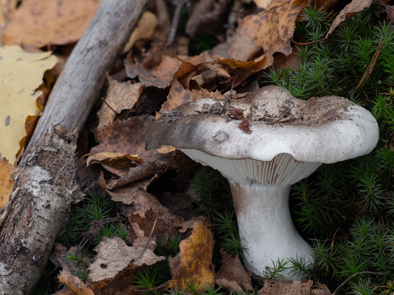 Russula densifolia